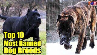 Top 10 Most Banned Dogs in The World : TUC