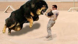 Top 10 Most Powerful Dogs In The World - Top 10 Strongest Dogs In The World - Askal