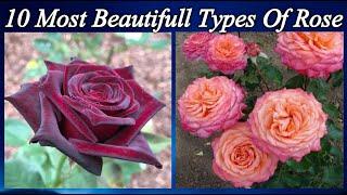 TOP 10 MOST BEAUTIFULL ROSES EVER|TYPES OF ROSE|BEADS CASE|Rose Varieties.