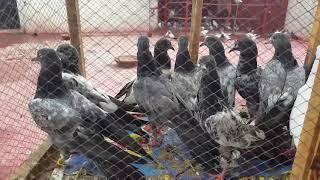 New Baby Pigeon Parwazi Chat Pr Chory || Hashim Mahmood Pigeons