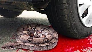 Experiment Car vs Snake | Crushing Crunchy & Soft Things by Car!