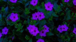 Top 10 Beautiful Flowers that Bloom at Night | Most Beautiful Flowers | Topic 4 You