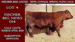 Lot 4 - Fischer Big News 014 | Fischer Red Angus Bull Sale 2021