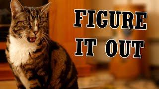 Figure it Out | Cat Tales