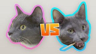Cats try 42 snacks - Artyom vs neighbour's cat
