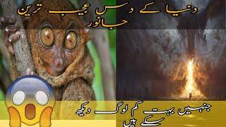 Top 10 unknown animals that actually exist The Word Urdu Hindi