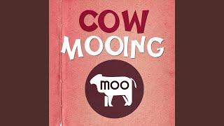 Cow Mooing Sound Effect Ringtone