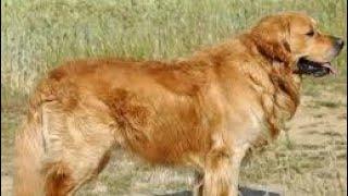 TOP 10 dog barking videosu compilation 2020