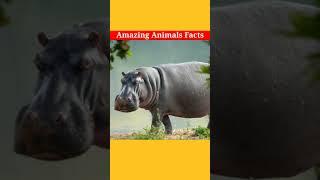 Top 10 Amazing Animal Facts | जानवरो के 10 रोचक तथ्य | All In One Pro