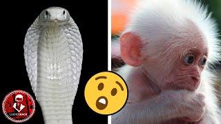 TOP 8 ANIMALES BLANCOS MÁS RAROS DEL MUNDO