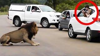 10 Times Lions Showed Tourists Why You Must Stay Inside Your Car