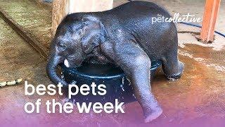 Best Pets of the Week - BABY ELEPHANT BATH | The Pet Collective