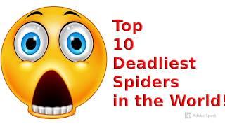 Top 10 DEADLIEST SPIDERS In The World | Don't Miss the End!