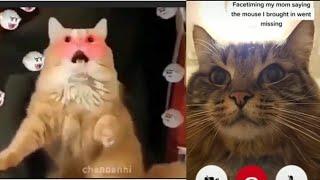 BEST CAT MEMES OF COMPILATION 2020 (FUNNY CATS)