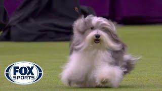 'Bono' the Havanese dog wins Toy Group at 2020 Westminster Dog Show | FOX SPORTS