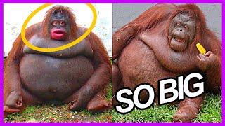 Top 10 - Fattest Animals In The World (You'll never guess number 1)