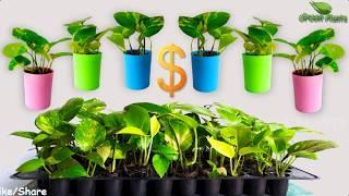 How to Propagate Money plants from Single Leaf-Best Method-Money plants Leaf Cutting//GREEN PLANTS