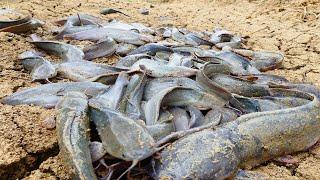 Wow A Lot of fishes In My Village Spill dry water Catfish Catch By A fisherman In Dry Season