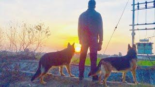 Morning walk with my German Shepherds (Jack and Flexi)