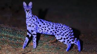 These Are 10 Bluest Animals On This Planet