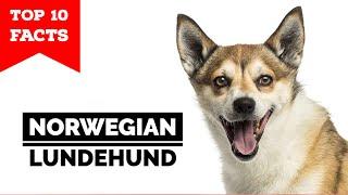 Norwegian Lundehund - Top 10 Facts