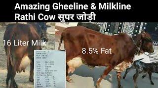 Amazing Cow Ghee Line 8.5 Fat% & Milk line 16+Liter Rathi Cow For Sale || Rathi Cow Dairy Farm Talk