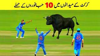 Top 10 Animal Attack in Cricket Ground