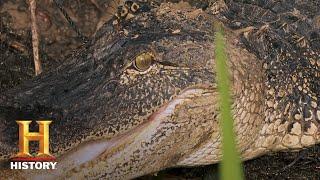 Swamp People: Troy Hunts Giant Gator on Neighbor's Land (Season 11) | History