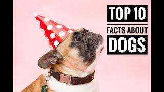 TOP 10 FACTS ABOUT DOGS YOU DON'T KNOW.....!