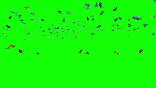 Top Special Green Screen Effect Butterflies Landing And Swarming