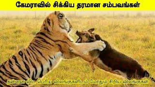 கேமராவில் சிக்கிய தரமான சம்பவங்கள் | little animals try to fight with big animals | TamWonders