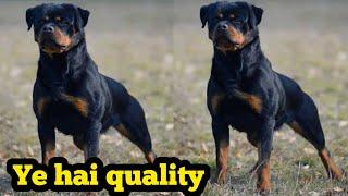 Top quality rottweiler female available for sale