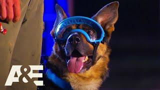 Rony the Goggle-Wearing K9 WINS Competition| America's Top Dog (Season 1) | A&E