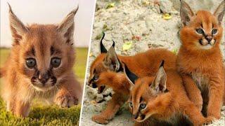 Top 10 World’s Most Exotic Cats