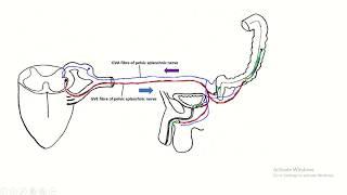 Top 10 information about pelvic splanchnic nerve