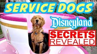 Dogs At Disney | Yep Dogs Can Ride At Disneyland