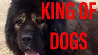 TOP 10 FACTS ON CAUCASIAN SHEPHERD DOG //KING OF DOGS