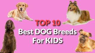 TOP 10 BEST DOG BREEDS FOR KIDS!