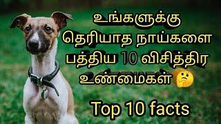 நாய்களை பற்றிய 10 விசித்திரமான தகவல்கள் அடேங்கப்பா !! Top 10 facts