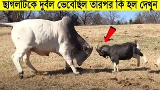 দেখুন এই ছোট প্রাণীগুলো বড় বড় প্রাণীদের ১২টা বাজিয়ে দিয়েছে !! Most Fearless Animals