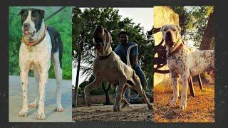 TOP/ 10 Pk Bully/ dog /in Haryana_punjab / All Import blood line /Full Agressive