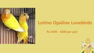 Top 10 beautiful African Lovebirds Types | Price List 2020 in India | WinNest Birds