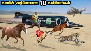 Top 10 Fastest Animals in Tamil | உலகின் அதிவேகமான 10 உயிரினங்கள் | Savage Point