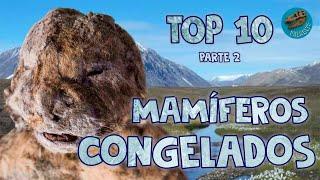 Top 10: Mamíferos congelados (parte 2)