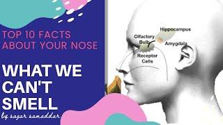 Top 10 facts about your nose