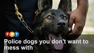 Police dogs you don't want to mess with