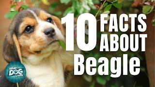 Top 10 Facts about Beagle