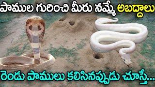 పాముల గురించి ఒళ్ళు గగుర్పొడిచే  నిజాలు.. || Interesting Facts About Snakes