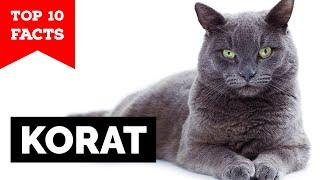 Korat - Top 10 Facts