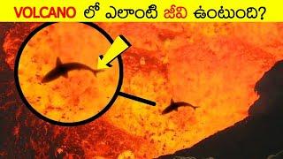 టాప్ 10 ఇంటరెస్టింగ్ facts | Top 10 Interesting Facts in Telugu | Episode 29 | Think Deep